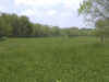 cloverview1.jpg (76506 bytes)