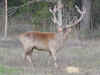 Stag2.JPG (590580 bytes)
