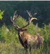 bigbull.jpg (175660 bytes)
