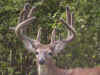 buddy2.jpg (79710 bytes)