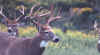 deer11.jpg (34823 bytes)