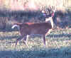 deer14.jpg (48017 bytes)