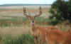deer1.jpg (96669 bytes)