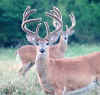 deer3.jpg (13574 bytes)