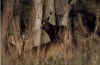 deer4.jpg (39294 bytes)