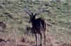 deer5.jpg (46078 bytes)