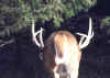 deer6.jpg (39439 bytes)