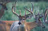 deer7.jpg (37454 bytes)