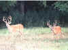 deer8.jpg (48465 bytes)