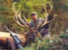 Elk031.jpg (259115 bytes)