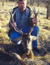 Stag033.jpg (209974 bytes)