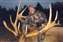 Elk032.jpg